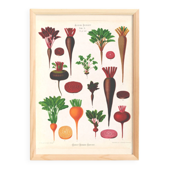 Poster about beets, based on an old engraving from 1886.