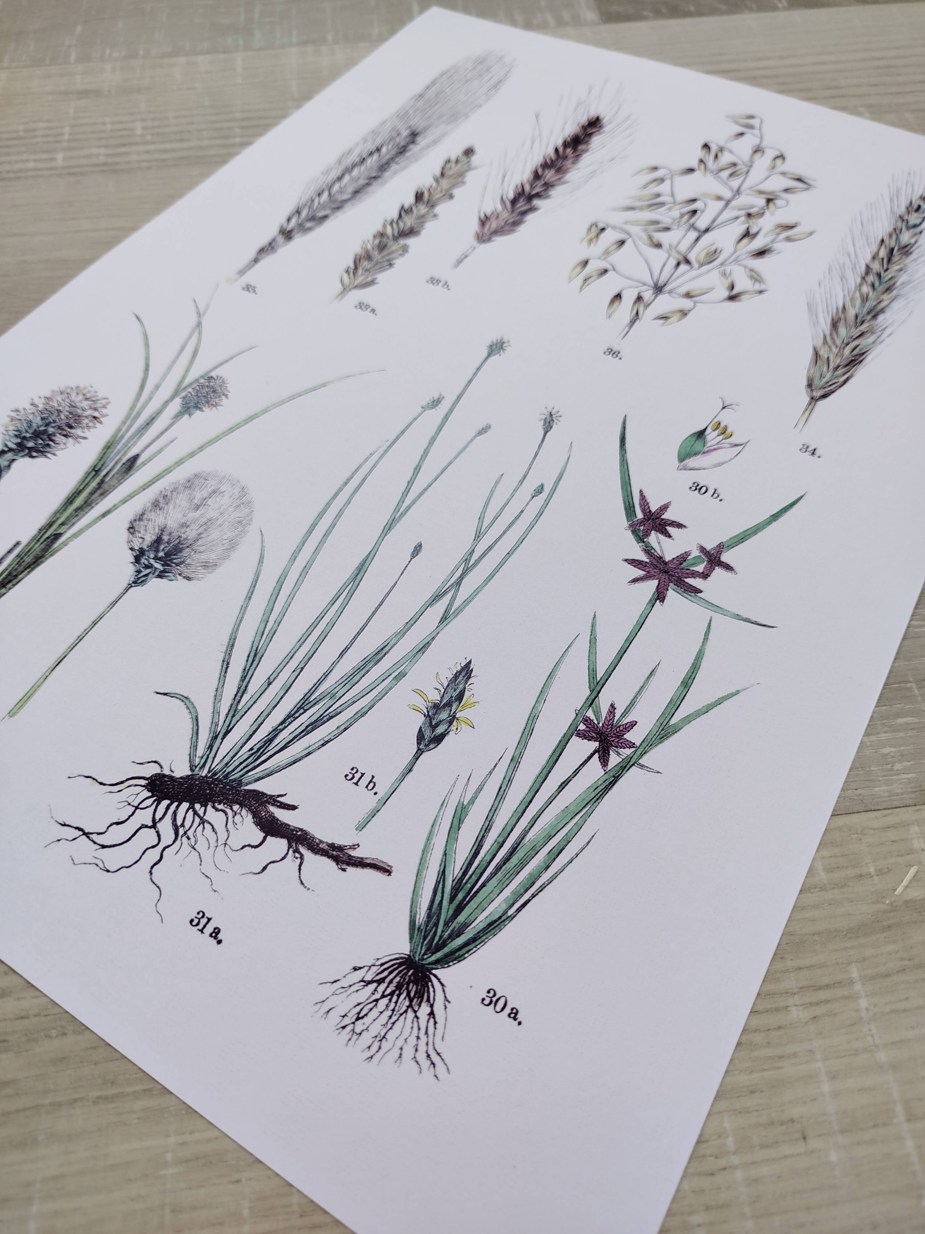 Plant poster based on an 1881 engraving "wheat"