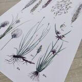 Plant poster based on an 1881 engraving "wheat"