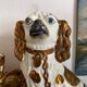 Chien Straffordshire , cavalier King, Charles