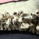 Vintage Berber blanket in neon pink, black and cream striped wool