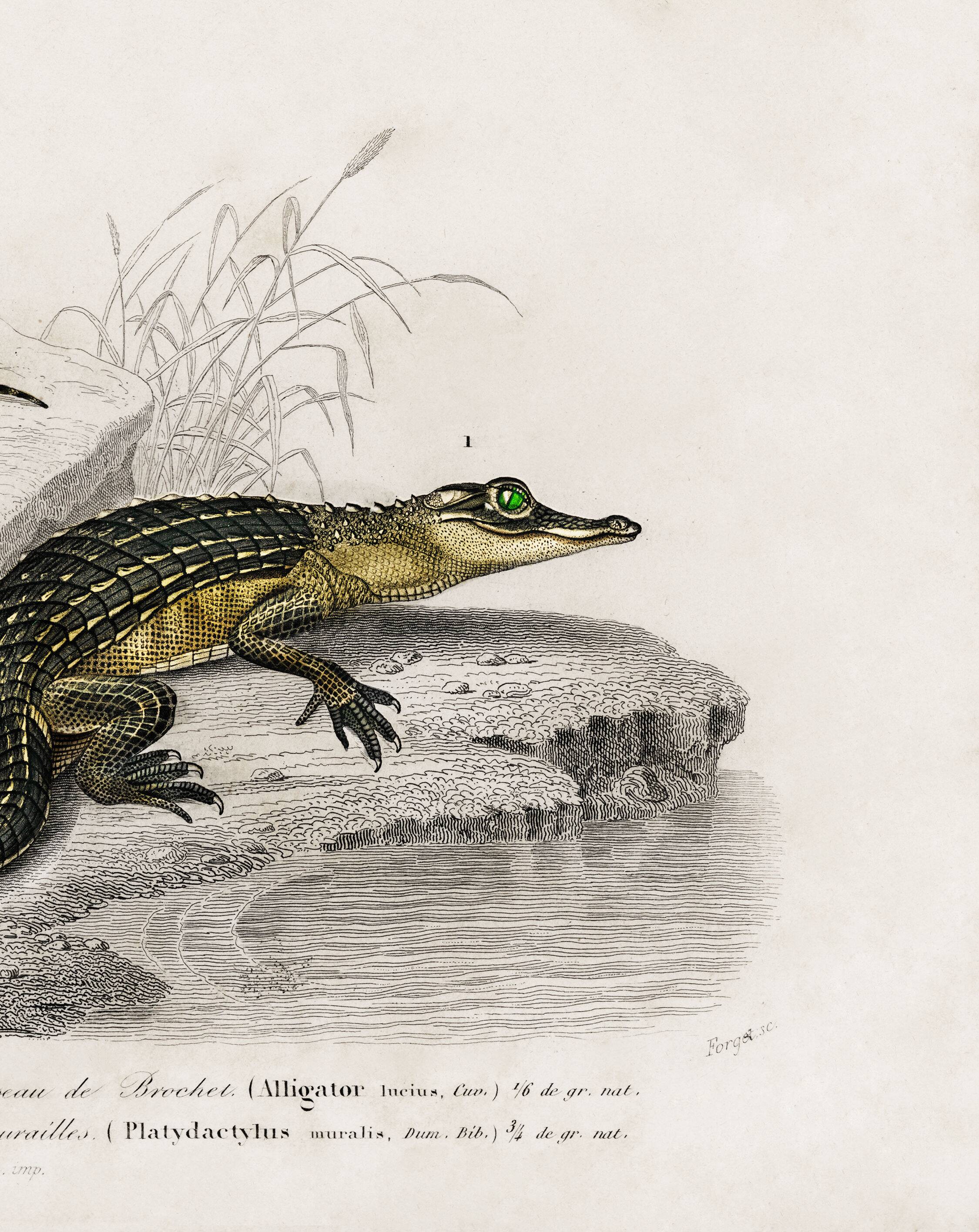 Poster about the Caiman and the Gecko, based on an old engraving from 1849.