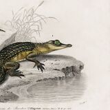 Poster about the Caiman and the Gecko, based on an old engraving from 1849.