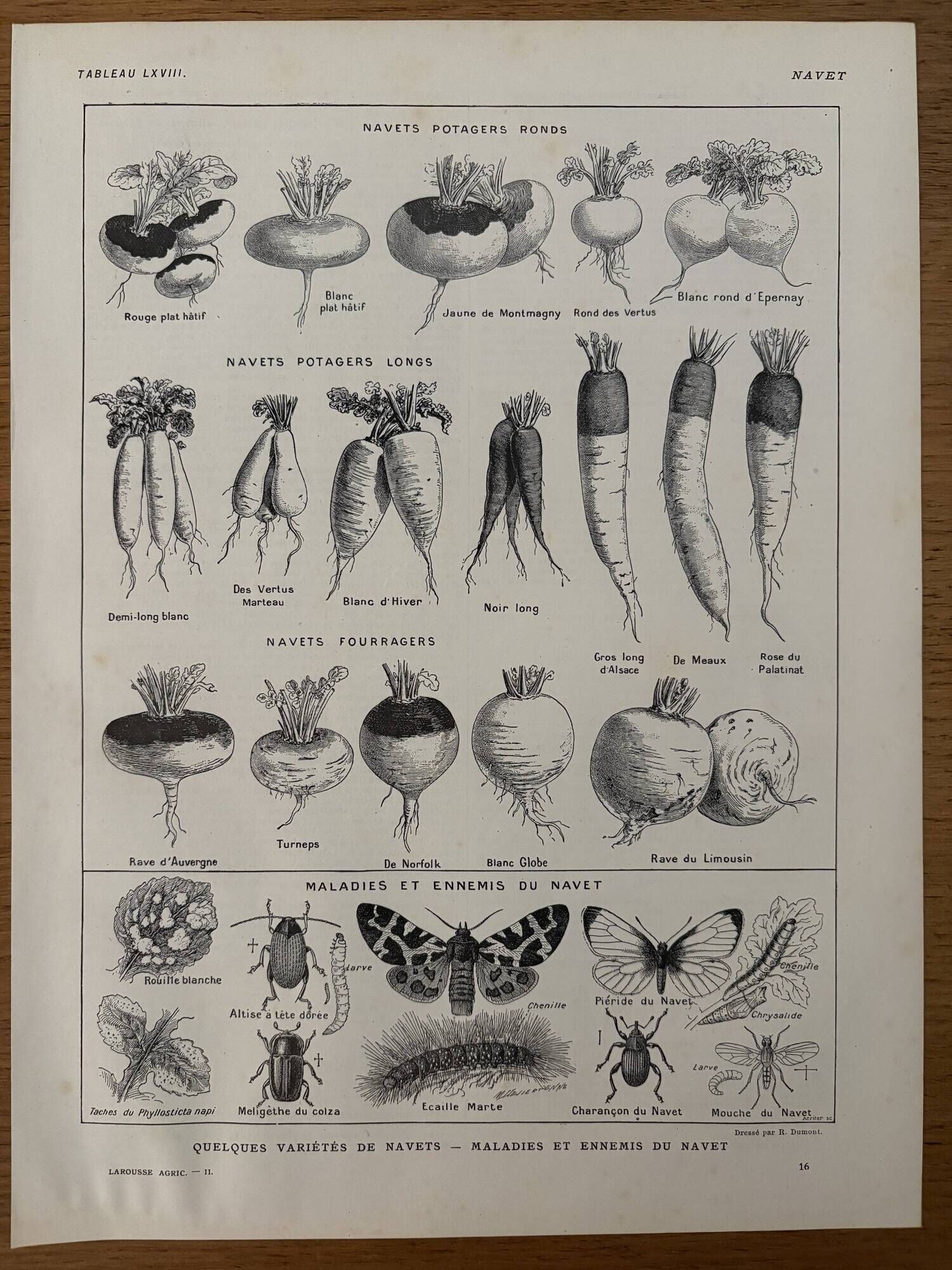 Old engraving on the turnip (1920)
