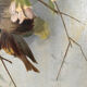 Huile sur toile fin XIXe, début XXe, Oiseaux branchés