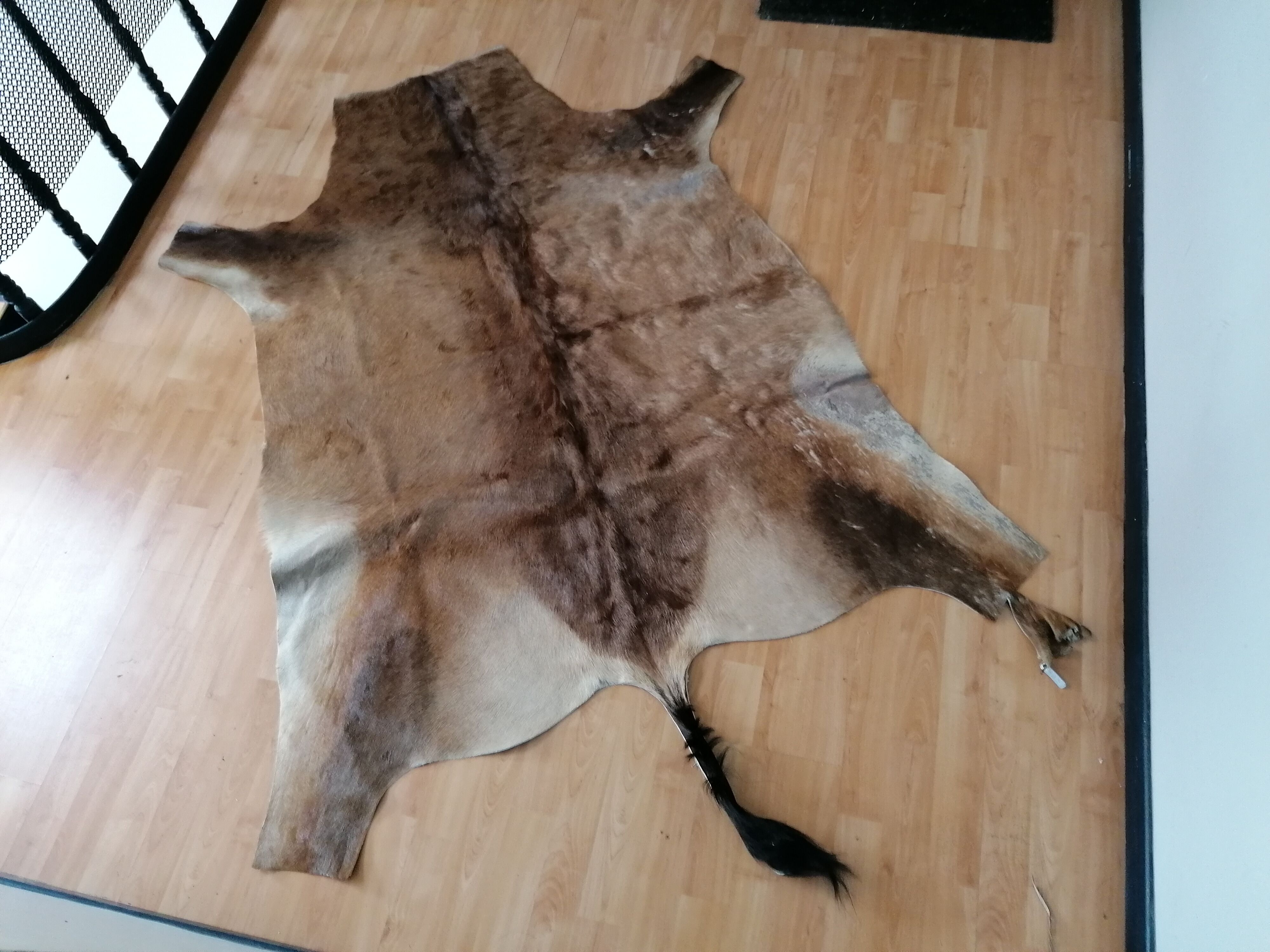 Skin of natural gazal antelope taxidermy