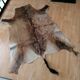 Skin of natural gazal antelope taxidermy