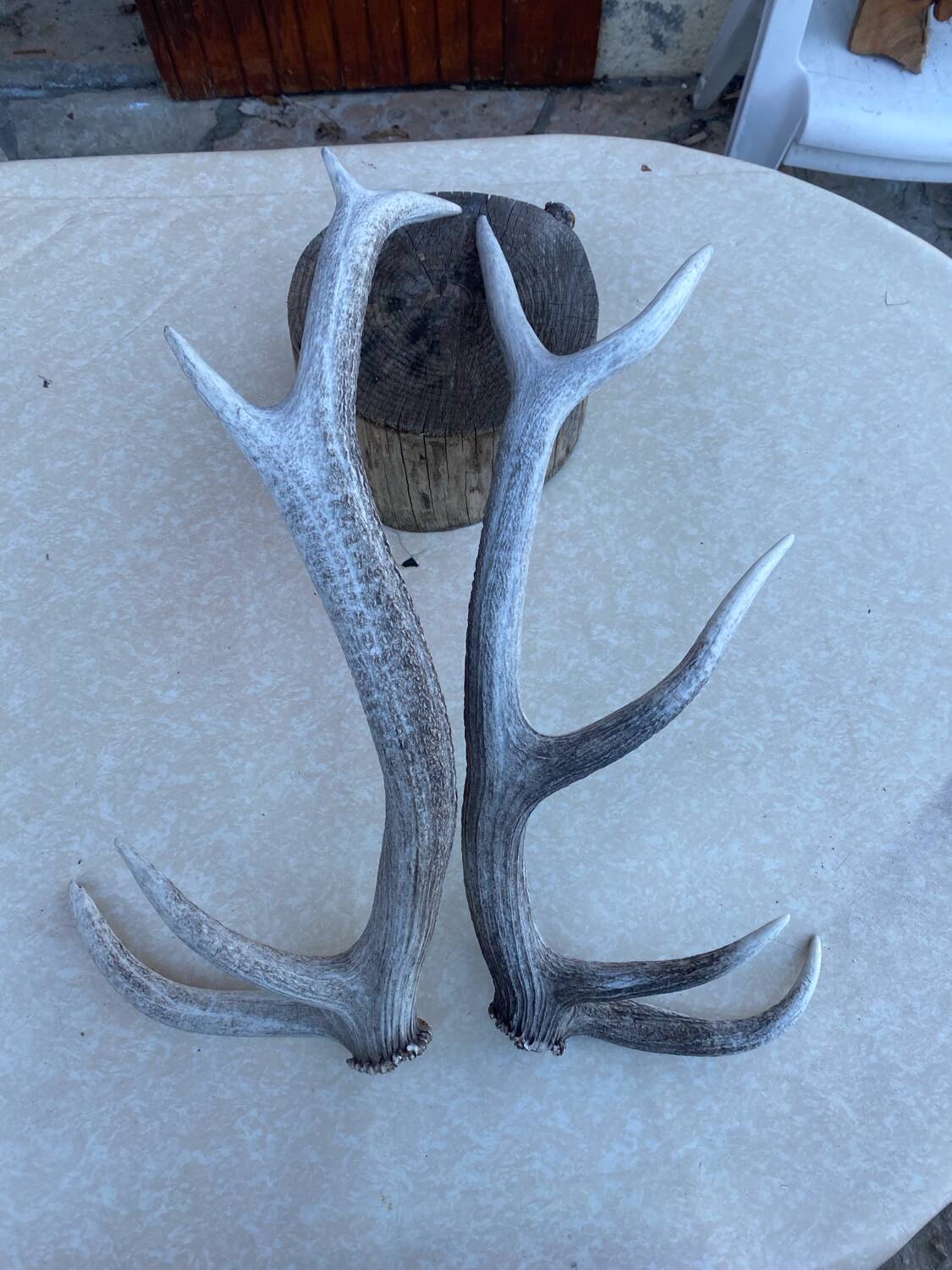 Bois de cerf