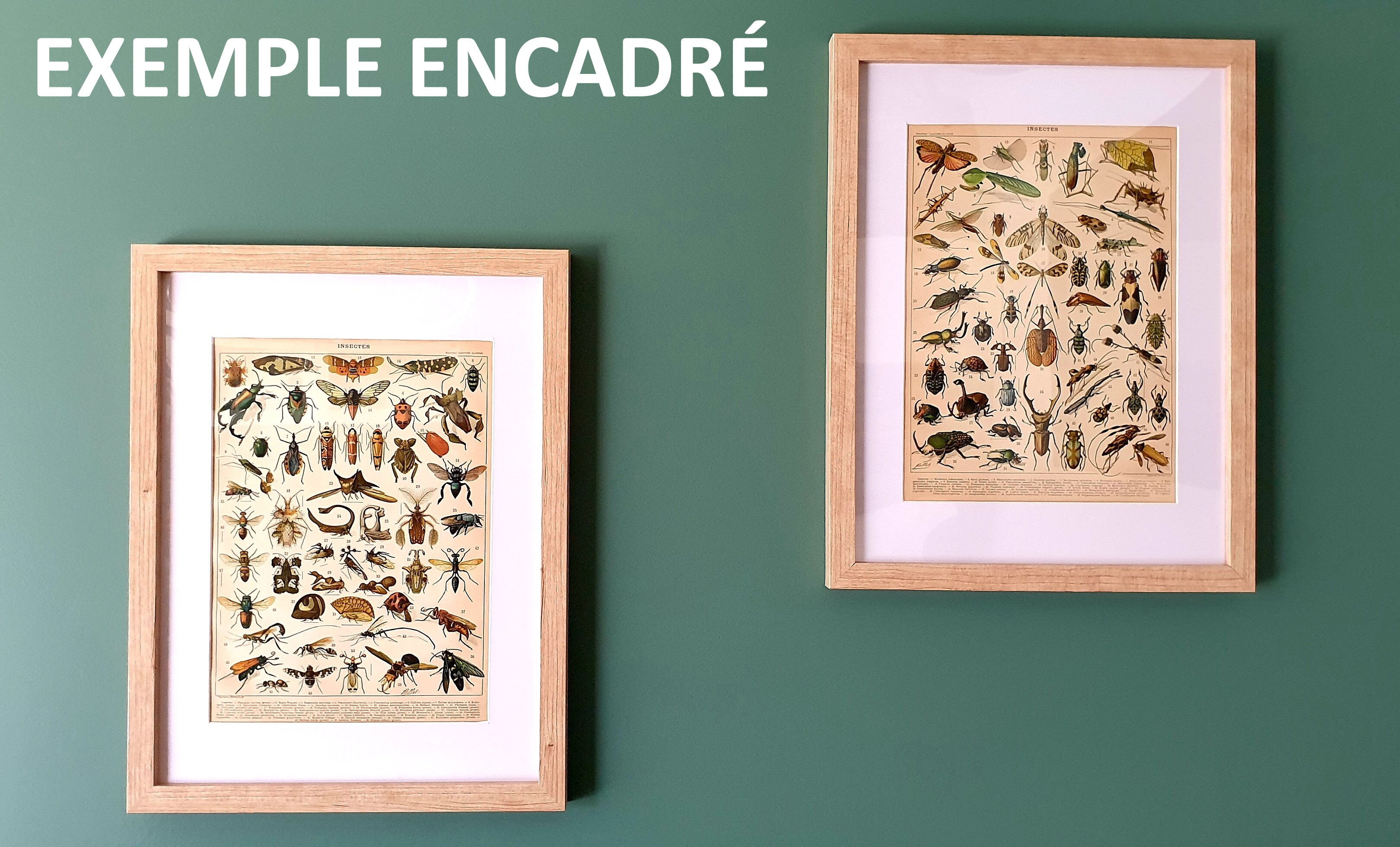 Engraving • Oceanography, marine animals • Original and vintage poster from 1898