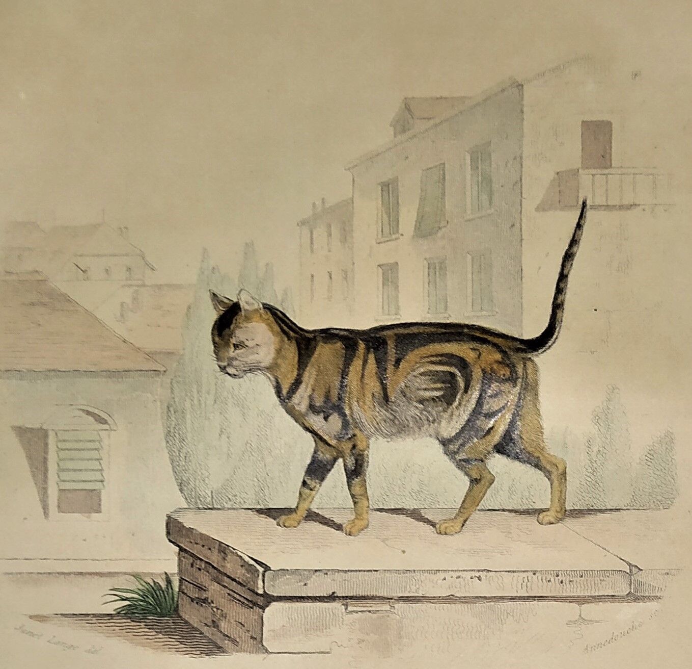 Original zoological plate of 1839 " domestic cat & angora "