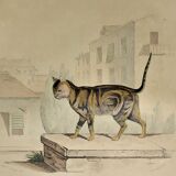 Original zoological plate of 1839 " domestic cat & angora "