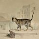 Planche zoologique originale de 1839 " chat domestique & angora "