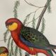 Early lithograph gould & richter