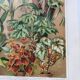 Botanical plate from 1909 - Flower and decorative plants (2) - German lithographic engraving