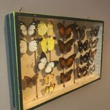 Butterfly frame under glass