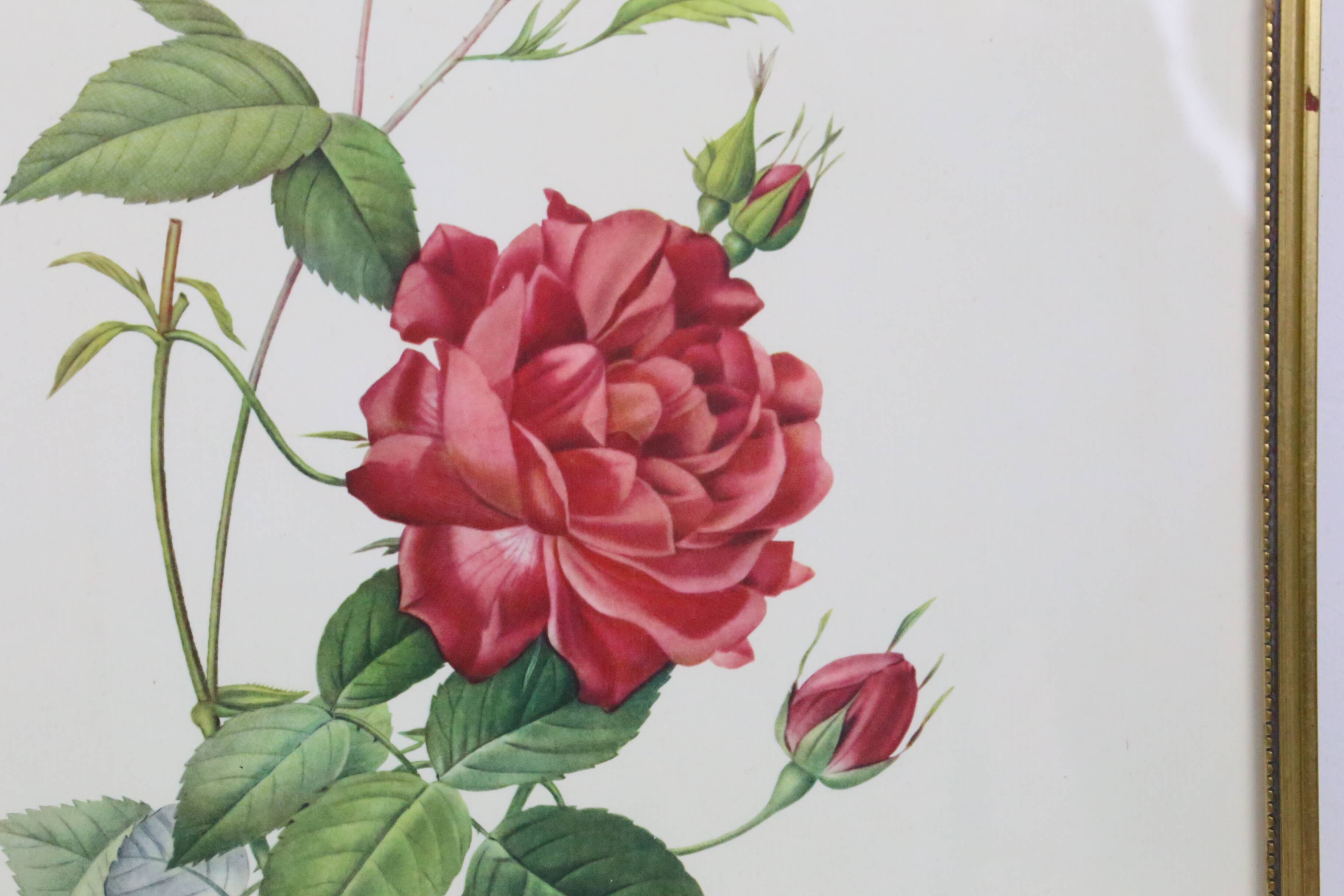 Large framed lithograph by Redouté