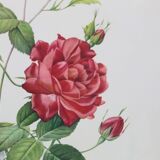 Large framed lithograph by Redouté