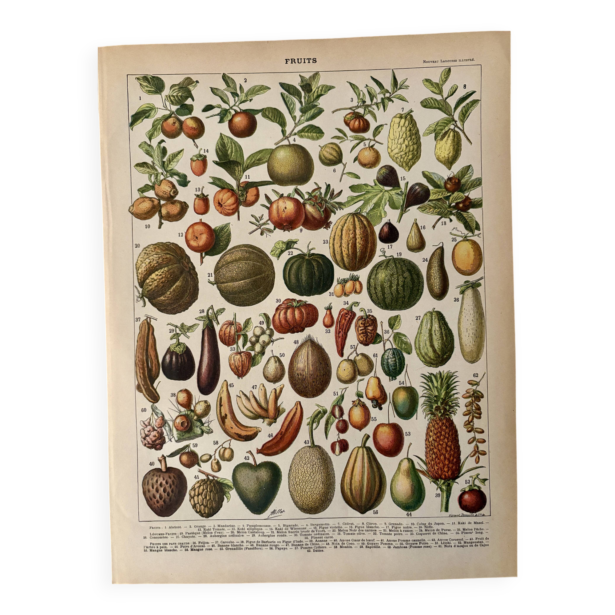 Lithograph of fruits - 1900