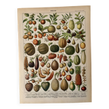 Lithograph of fruits - 1900