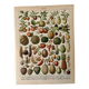 Lithograph of fruits - 1900