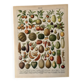 Lithograph of fruits - 1900