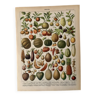 Lithograph of fruits - 1900