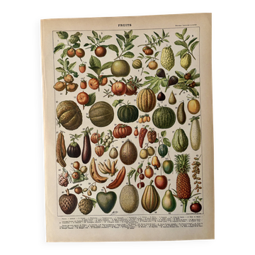 Lithograph of fruits - 1900