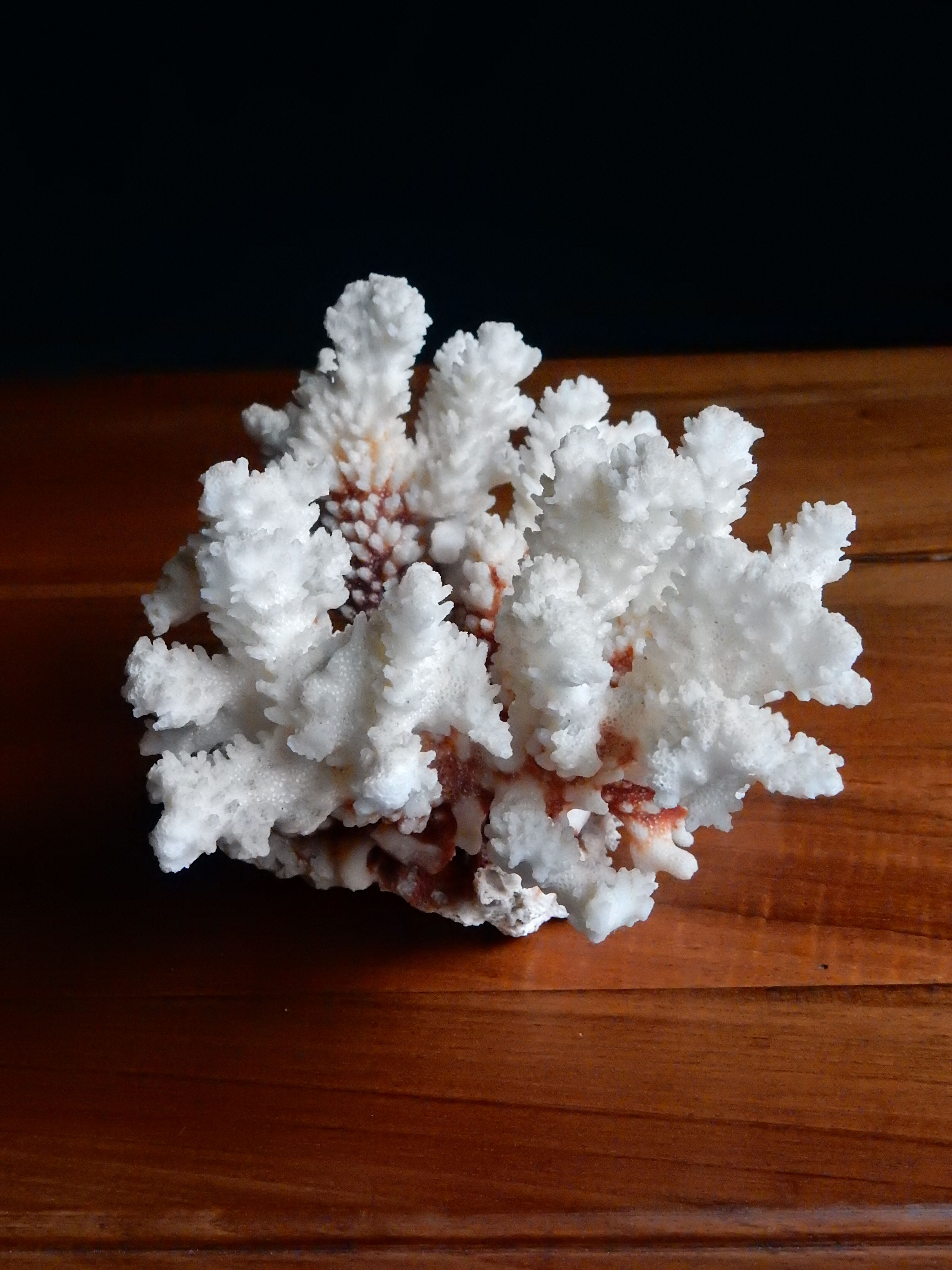 Ancient white coral from the 70s
