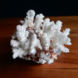 Ancient white coral from the 70s