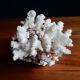 Ancient white coral from the 70s