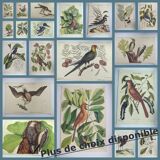 Old bird engraving - Chickadee - Zoological plate by Seligmann & Catesby. 1973