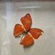 Butterfly entomology frame