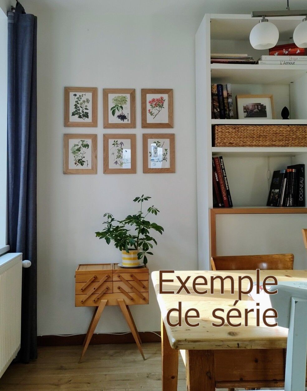 Phylloxera | 1961 | Insect Homoptera| Original pedagogical board| Entomology