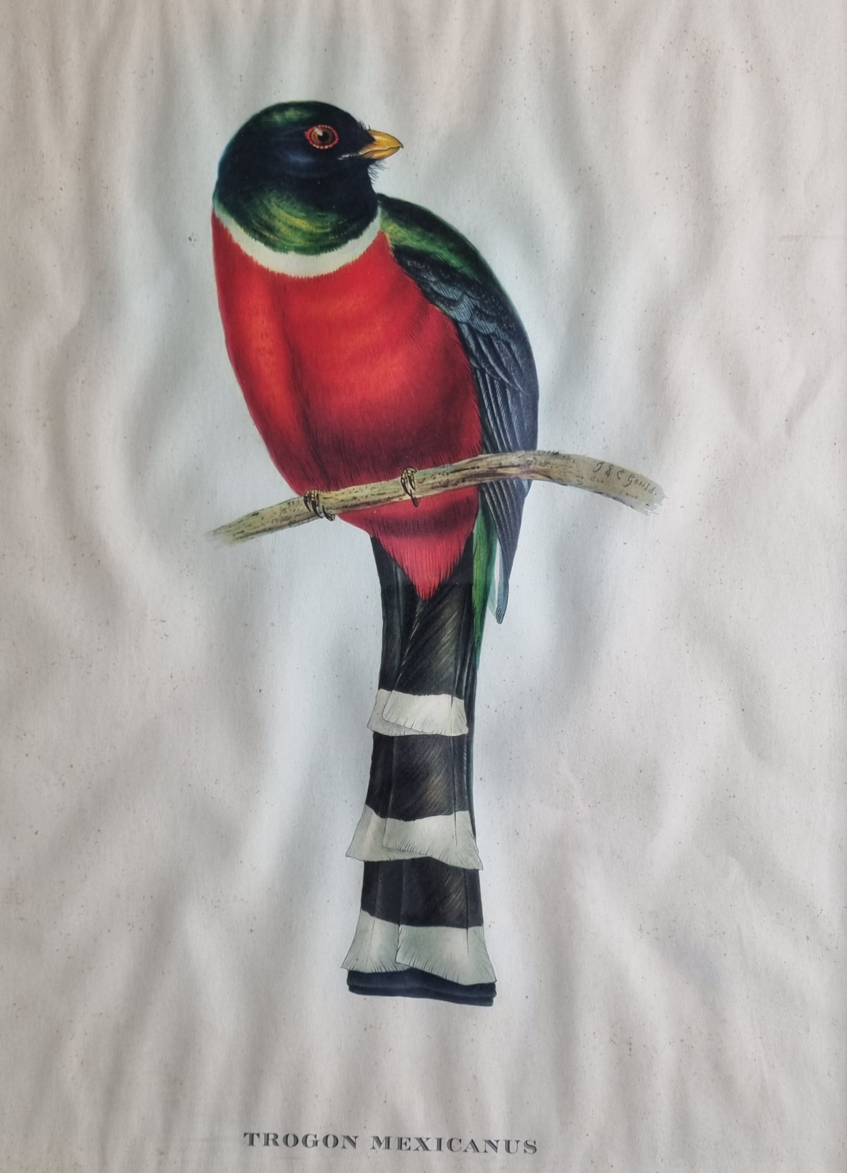 Two orthinological plates framed vintage, after J. & E. Gould (1955)