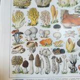 Lithograph on mushrooms from 1928 "cep"