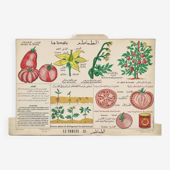 French Arabic Illustrated Poster The Tomato