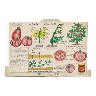 French Arabic Illustrated Poster The Tomato