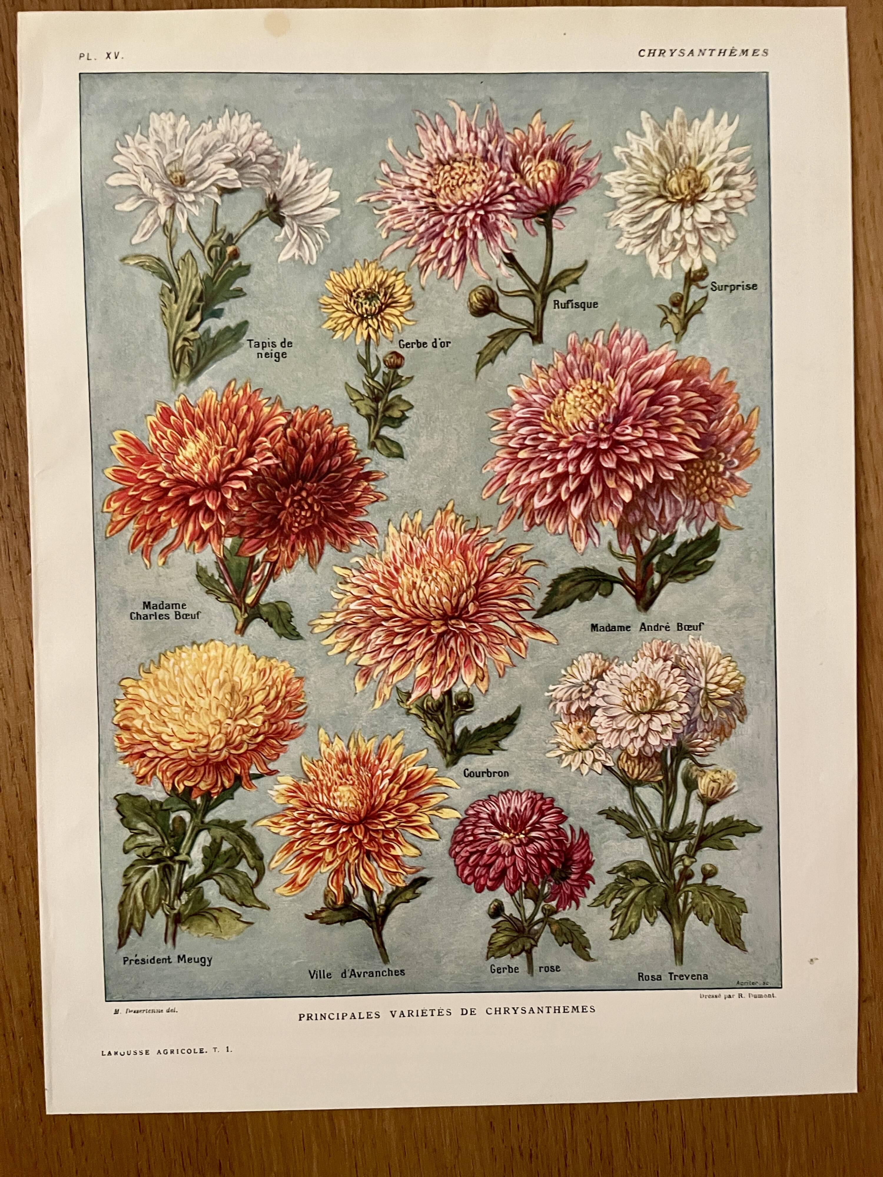 Lithograph on chrysanthemum flowers - 1920