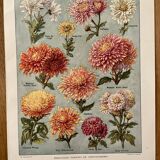 Lithograph on chrysanthemum flowers - 1920