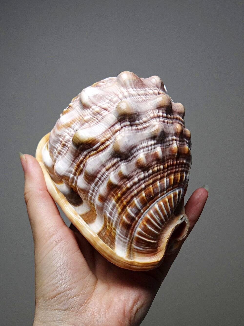 Vintage shell cabinet of curiosities Cypraecassis rufa 13cm