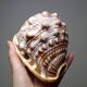 Vintage shell cabinet of curiosities Cypraecassis rufa 13cm