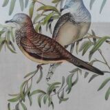 Tableau  J Gould et HC Richter