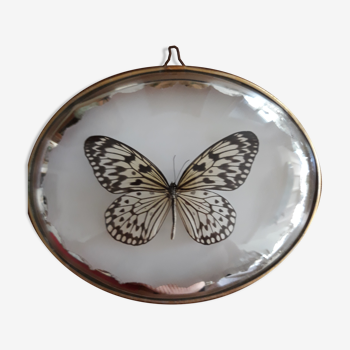 Naturalized butterfly framed in a bulging oval frame