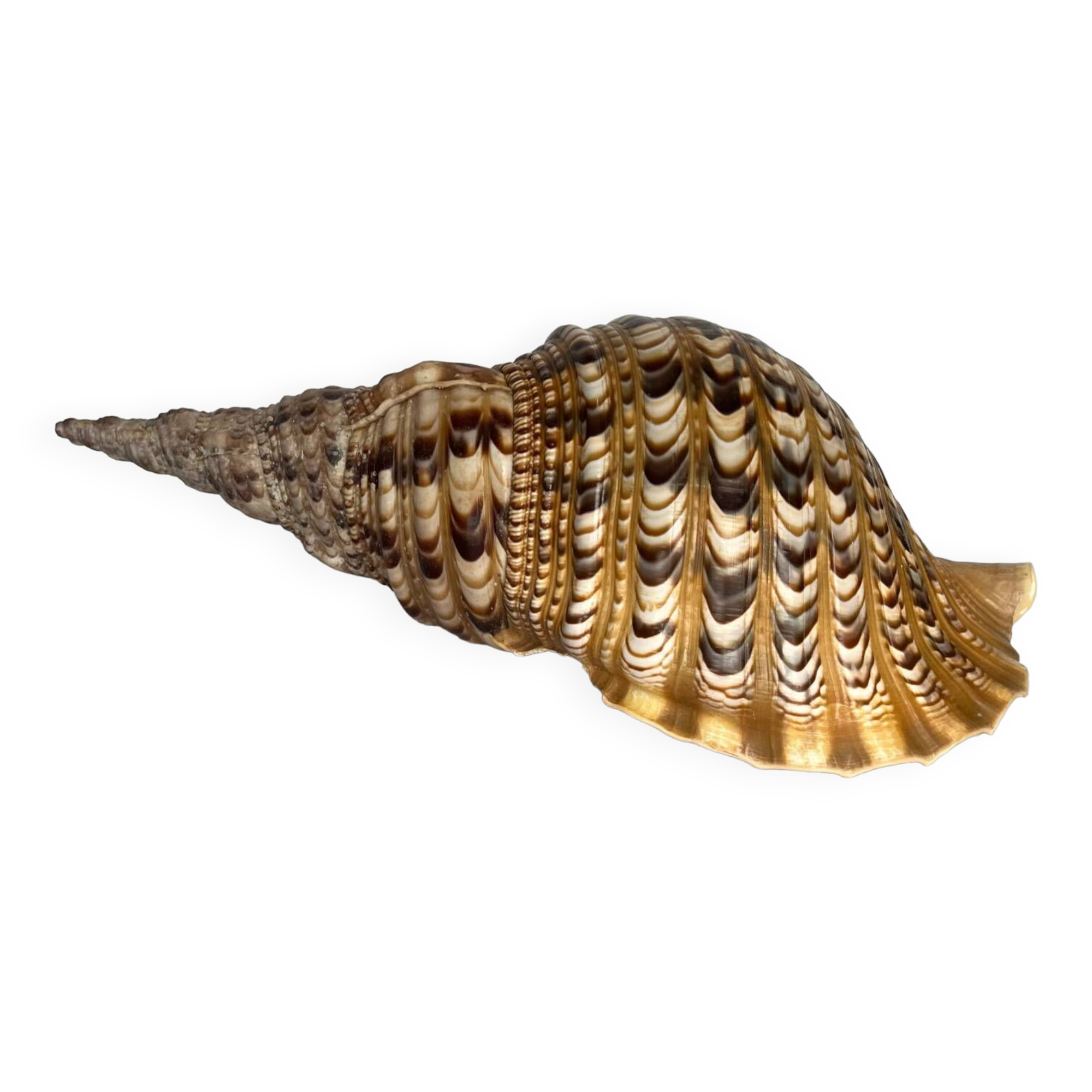 Charonia tritonis shell