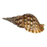 Charonia tritonis shell