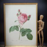Hundred leaf rose lithograph