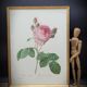 Hundred leaf rose lithograph