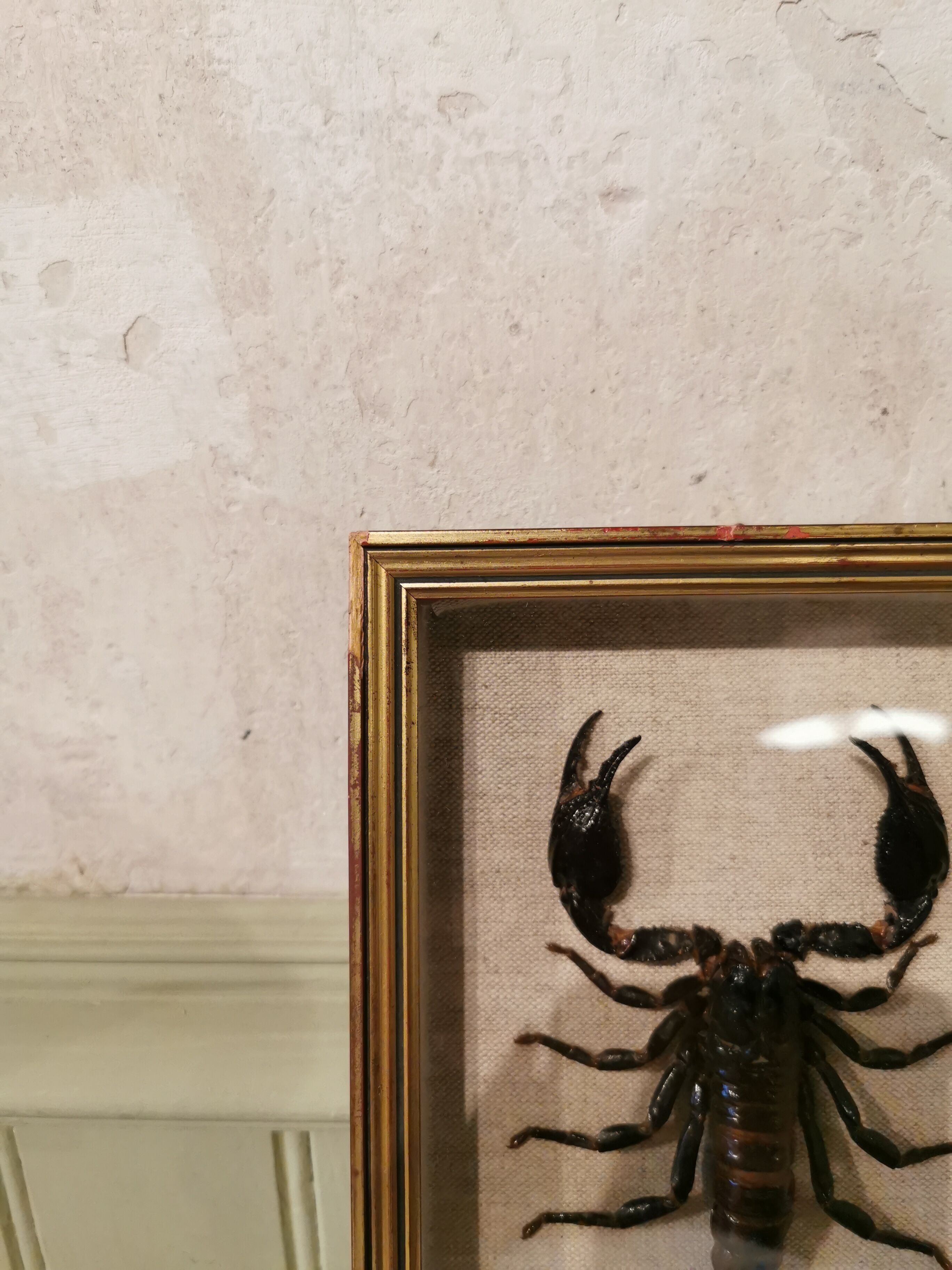 Vintage naturalized scorpion