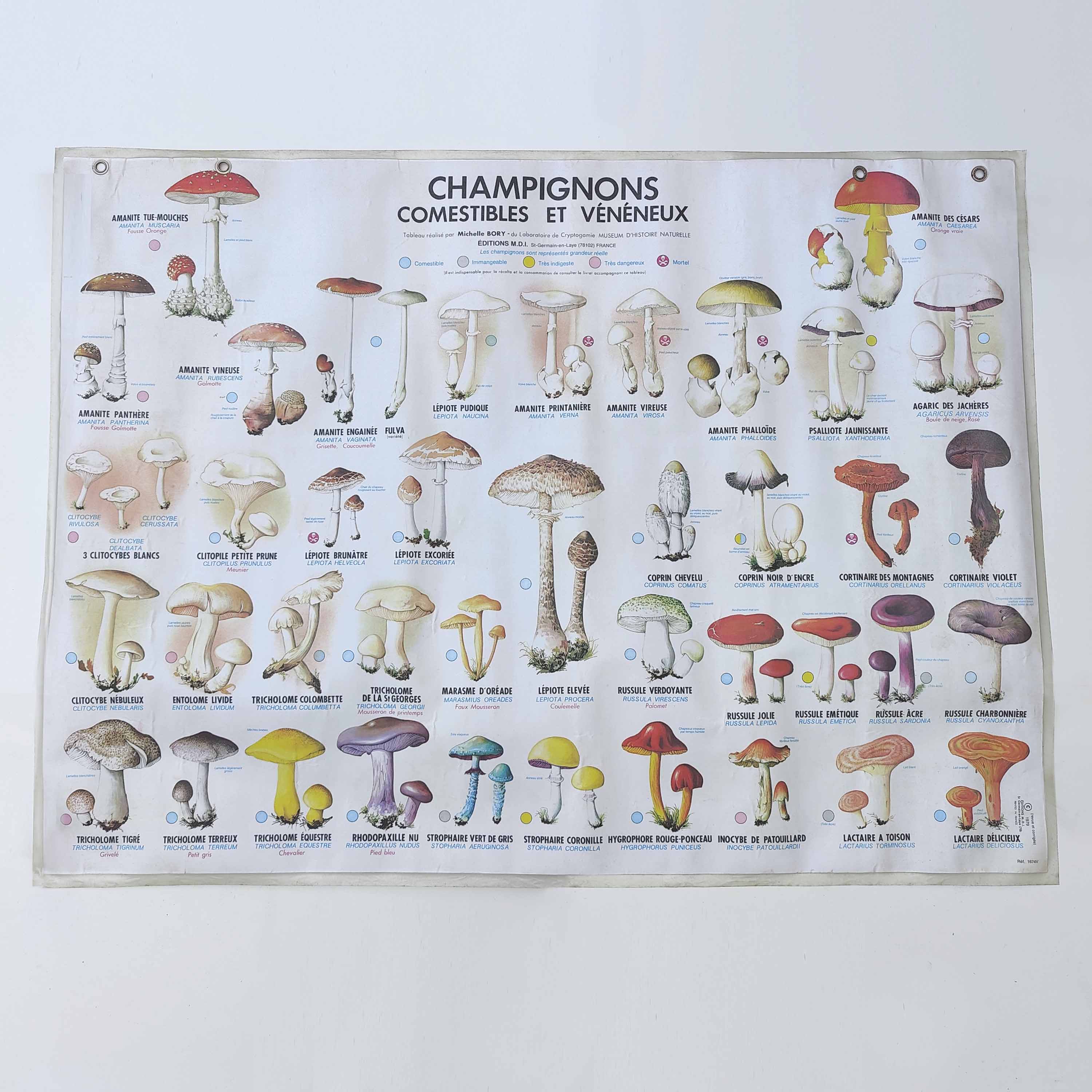 Large school poster MDI double-sided Edible and Poisonous Mushrooms 1979