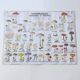 Large school poster MDI double-sided Edible and Poisonous Mushrooms 1979